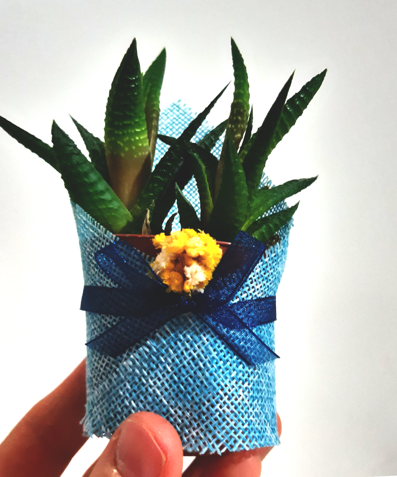 gastgeschenk hochzeit gäste, Sukkulente in dekorativem Sackleinen, hochzeit geschenke für brautpaar, taufe geschenk gäste babyparty, Schön Das Du Da Bist,