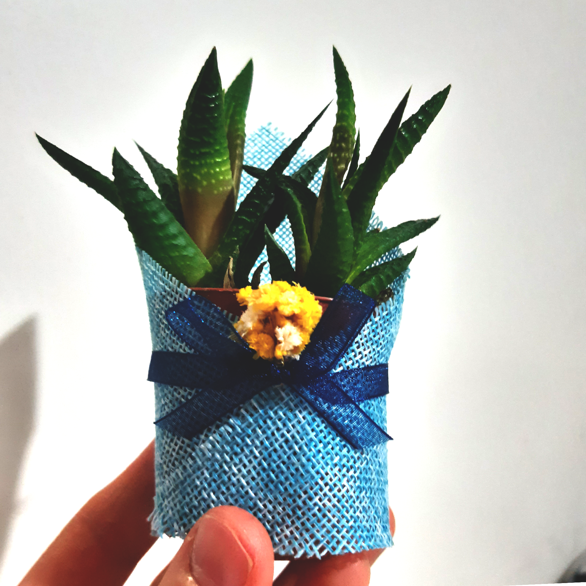 gastgeschenk hochzeit gäste, Sukkulente in dekorativem Sackleinen, hochzeit geschenke für brautpaar, taufe geschenk gäste babyparty, Schön Das Du Da Bist,