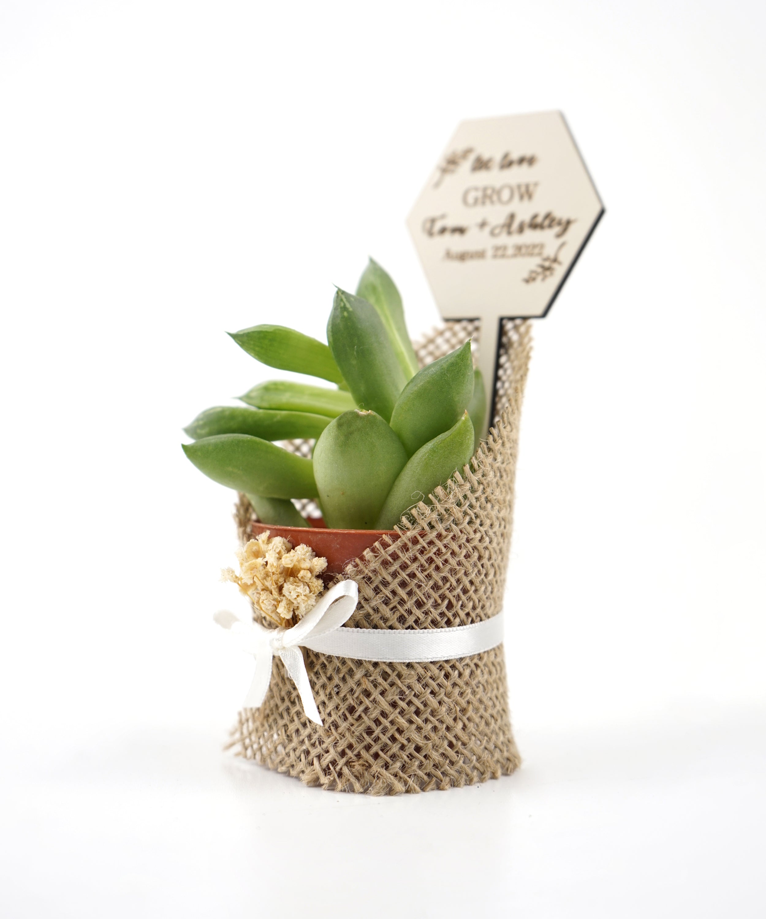 gastgeschenk hochzeit gäste, Sukkulente in dekorativem Sackleinen, hochzeit geschenke für brautpaar, taufe geschenk gäste babyparty, Schön Das Du Da Bist,