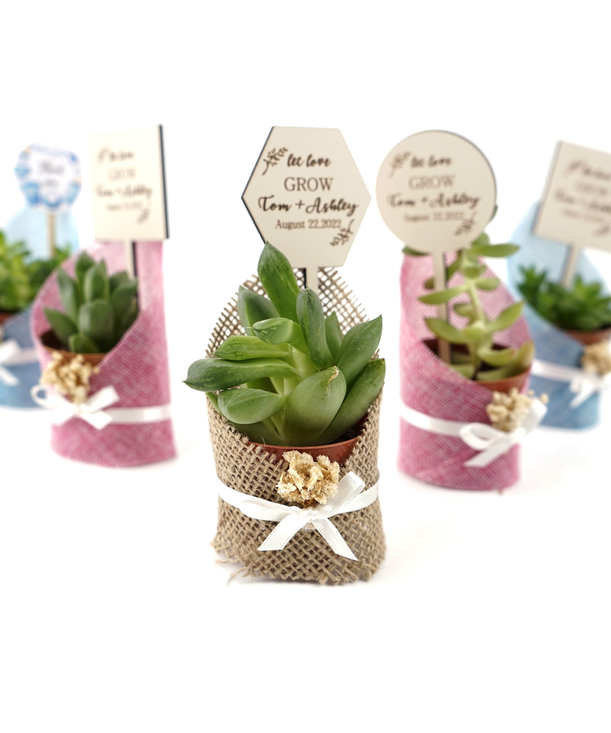 Wedding favours Burlap live Succulent with dried flowers and customized tag